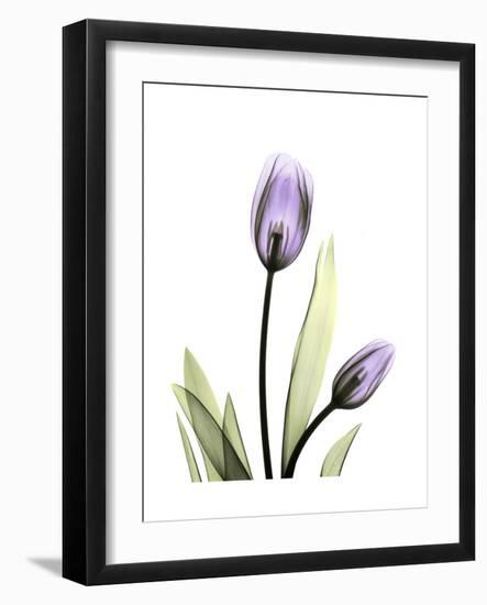 Purple Tulip Portrait 1-Albert Koetsier-Framed Premium Giclee Print