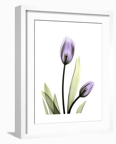 Purple Tulip Portrait 1-Albert Koetsier-Framed Premium Giclee Print