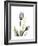 Purple Tulip Portrait 1-Albert Koetsier-Framed Premium Giclee Print