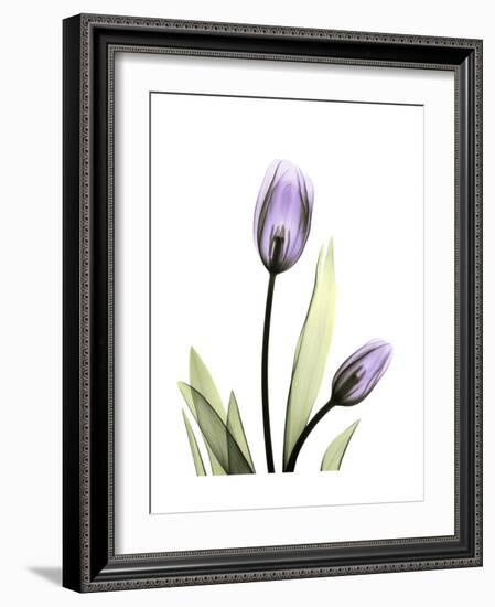 Purple Tulip Portrait 1-Albert Koetsier-Framed Premium Giclee Print