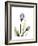 Purple Tulip Portrait 1-Albert Koetsier-Framed Premium Giclee Print