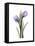 Purple Tulip Portrait 2-Albert Koetsier-Framed Stretched Canvas