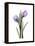 Purple Tulip Portrait 2-Albert Koetsier-Framed Stretched Canvas