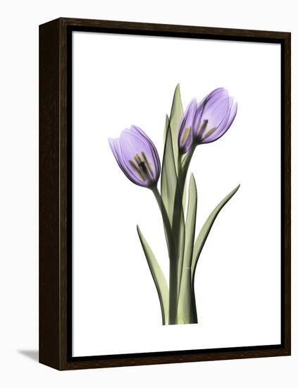 Purple Tulip Portrait 2-Albert Koetsier-Framed Stretched Canvas