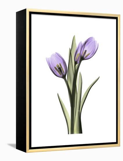 Purple Tulip Portrait 2-Albert Koetsier-Framed Stretched Canvas