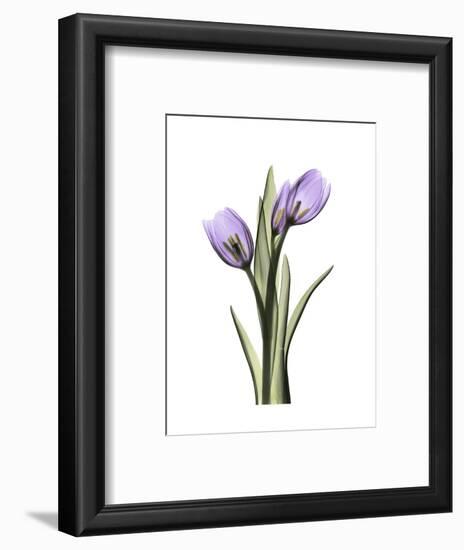 Purple Tulip Portrait 2-Albert Koetsier-Framed Premium Giclee Print