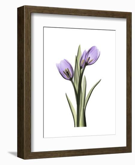 Purple Tulip Portrait 2-Albert Koetsier-Framed Premium Giclee Print