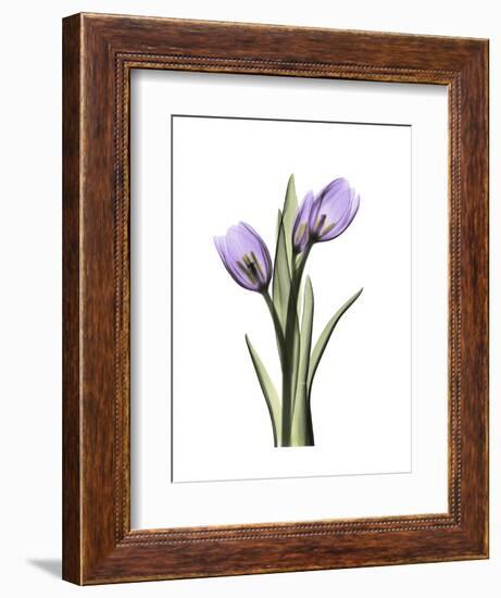 Purple Tulip Portrait 2-Albert Koetsier-Framed Premium Giclee Print