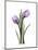 Purple Tulip Portrait 2-Albert Koetsier-Mounted Premium Giclee Print