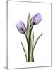 Purple Tulip Portrait 2-Albert Koetsier-Mounted Premium Giclee Print