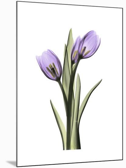 Purple Tulip Portrait 2-Albert Koetsier-Mounted Premium Giclee Print