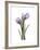 Purple Tulip Portrait 2-Albert Koetsier-Framed Premium Giclee Print