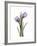 Purple Tulip Portrait 2-Albert Koetsier-Framed Premium Giclee Print