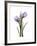 Purple Tulip Portrait 2-Albert Koetsier-Framed Premium Giclee Print