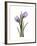 Purple Tulip Portrait 2-Albert Koetsier-Framed Premium Giclee Print