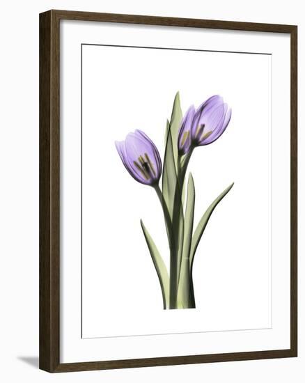 Purple Tulip Portrait 2-Albert Koetsier-Framed Premium Giclee Print