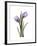 Purple Tulip Portrait 2-Albert Koetsier-Framed Premium Giclee Print