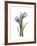 Purple Tulip Portrait 2-Albert Koetsier-Framed Premium Giclee Print