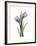 Purple Tulip Portrait 2-Albert Koetsier-Framed Premium Giclee Print