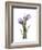 Purple Tulip Portrait 2-Albert Koetsier-Framed Premium Giclee Print