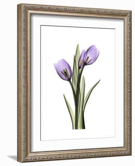 Purple Tulip Portrait 2-Albert Koetsier-Framed Premium Giclee Print