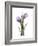 Purple Tulip Portrait 2-Albert Koetsier-Framed Premium Giclee Print