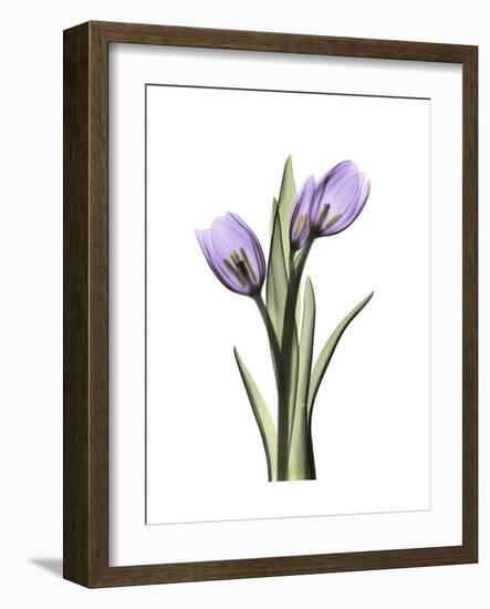 Purple Tulip Portrait 2-Albert Koetsier-Framed Premium Giclee Print