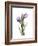 Purple Tulip Portrait 2-Albert Koetsier-Framed Premium Giclee Print