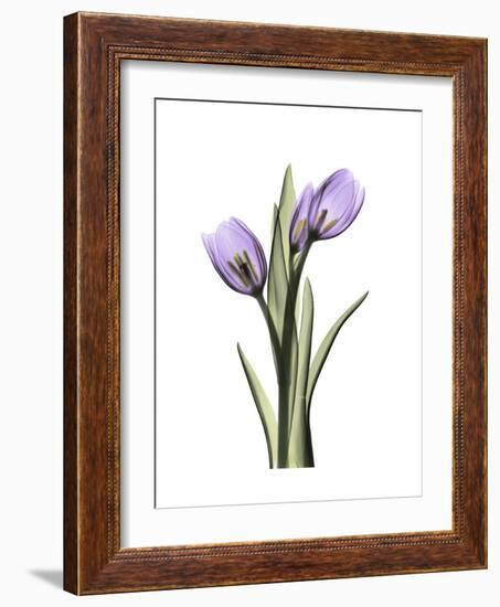 Purple Tulip Portrait 2-Albert Koetsier-Framed Premium Giclee Print