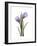 Purple Tulip Portrait 2-Albert Koetsier-Framed Premium Giclee Print