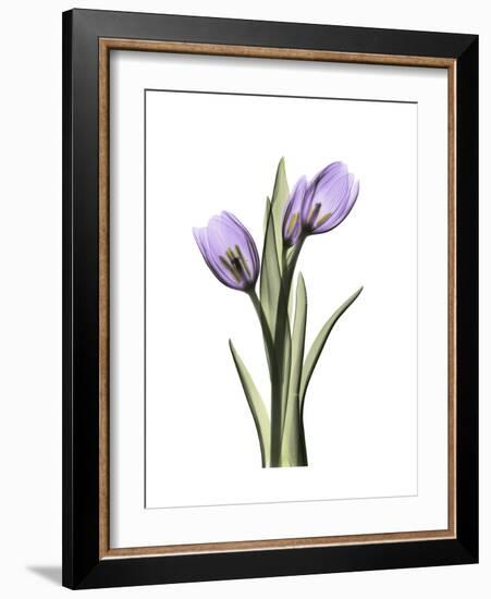 Purple Tulip Portrait 2-Albert Koetsier-Framed Premium Giclee Print