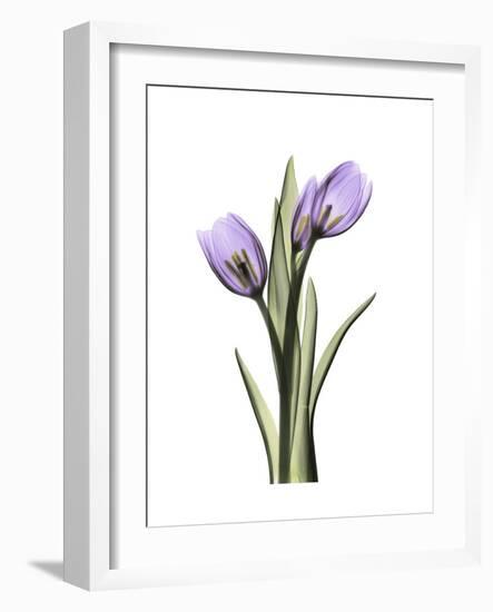 Purple Tulip Portrait 2-Albert Koetsier-Framed Premium Giclee Print