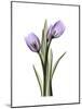 Purple Tulip Portrait 2-Albert Koetsier-Mounted Premium Giclee Print