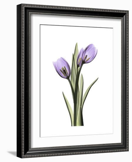 Purple Tulip Portrait 2-Albert Koetsier-Framed Premium Giclee Print