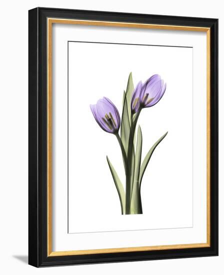 Purple Tulip Portrait 2-Albert Koetsier-Framed Premium Giclee Print