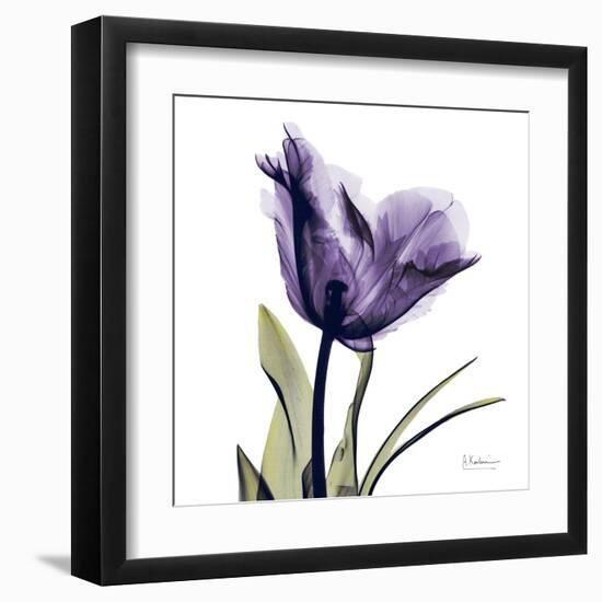 Purple Tulip Portrait-Albert Koetsier-Framed Art Print