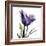 Purple Tulip Portrait-Albert Koetsier-Framed Art Print