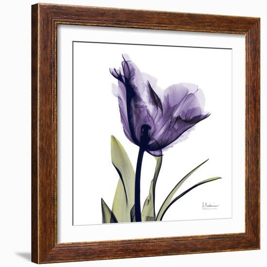 Purple Tulip Portrait-Albert Koetsier-Framed Art Print