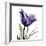 Purple Tulip Portrait-Albert Koetsier-Framed Art Print