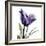 Purple Tulip Portrait-Albert Koetsier-Framed Art Print