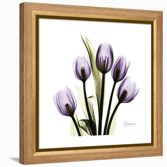 Purple Tulip Square-Albert Koetsier-Framed Stretched Canvas