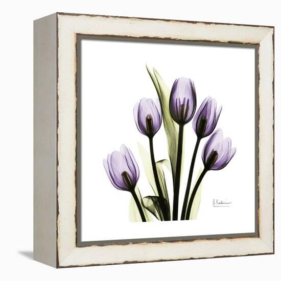 Purple Tulip Square-Albert Koetsier-Framed Stretched Canvas