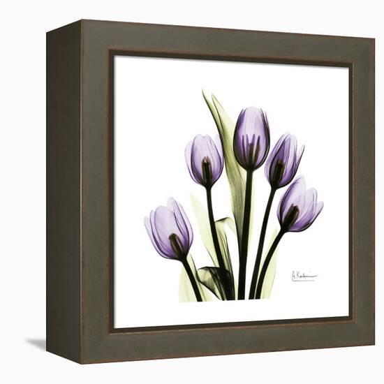 Purple Tulip Square-Albert Koetsier-Framed Stretched Canvas