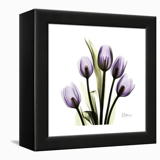 Purple Tulip Square-Albert Koetsier-Framed Stretched Canvas