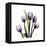 Purple Tulip Square-Albert Koetsier-Framed Stretched Canvas