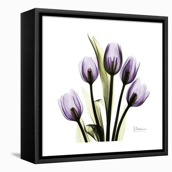 Purple Tulip Square-Albert Koetsier-Framed Stretched Canvas