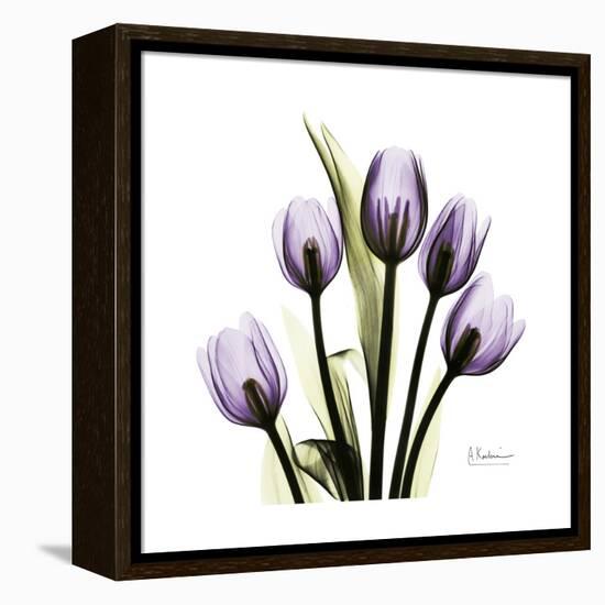 Purple Tulip Square-Albert Koetsier-Framed Stretched Canvas