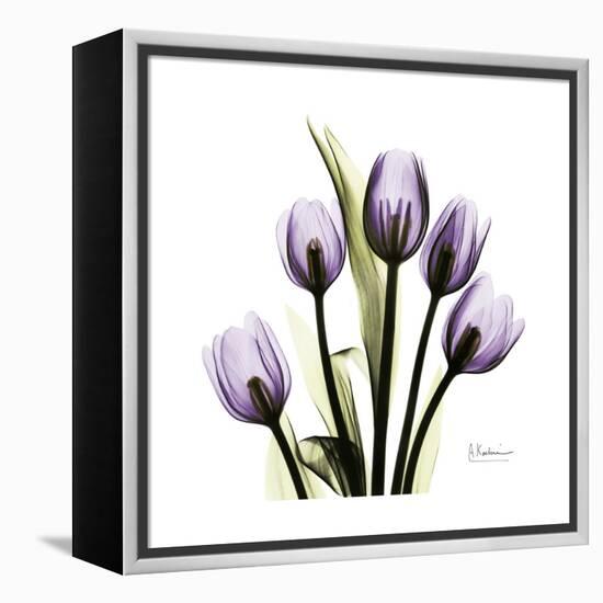 Purple Tulip Square-Albert Koetsier-Framed Stretched Canvas