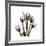 Purple Tulip Square-Albert Koetsier-Framed Premium Giclee Print