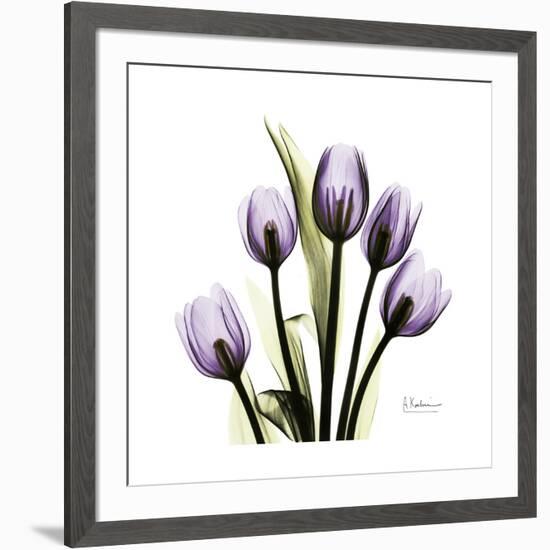 Purple Tulip Square-Albert Koetsier-Framed Premium Giclee Print